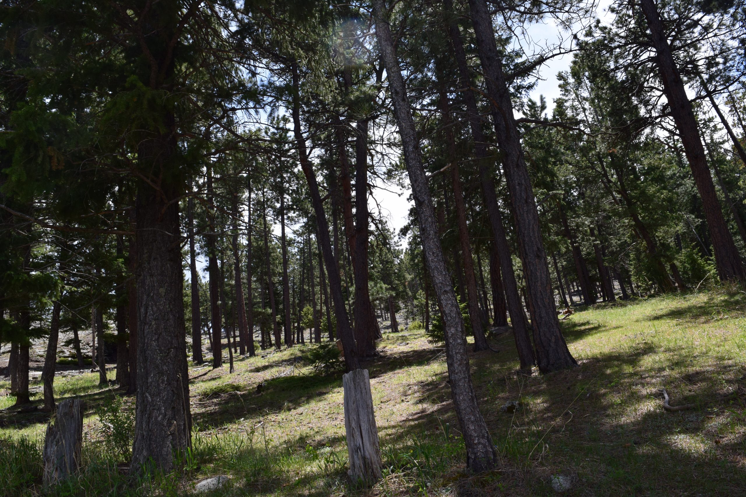 Evergreen, CO 05/31/2017