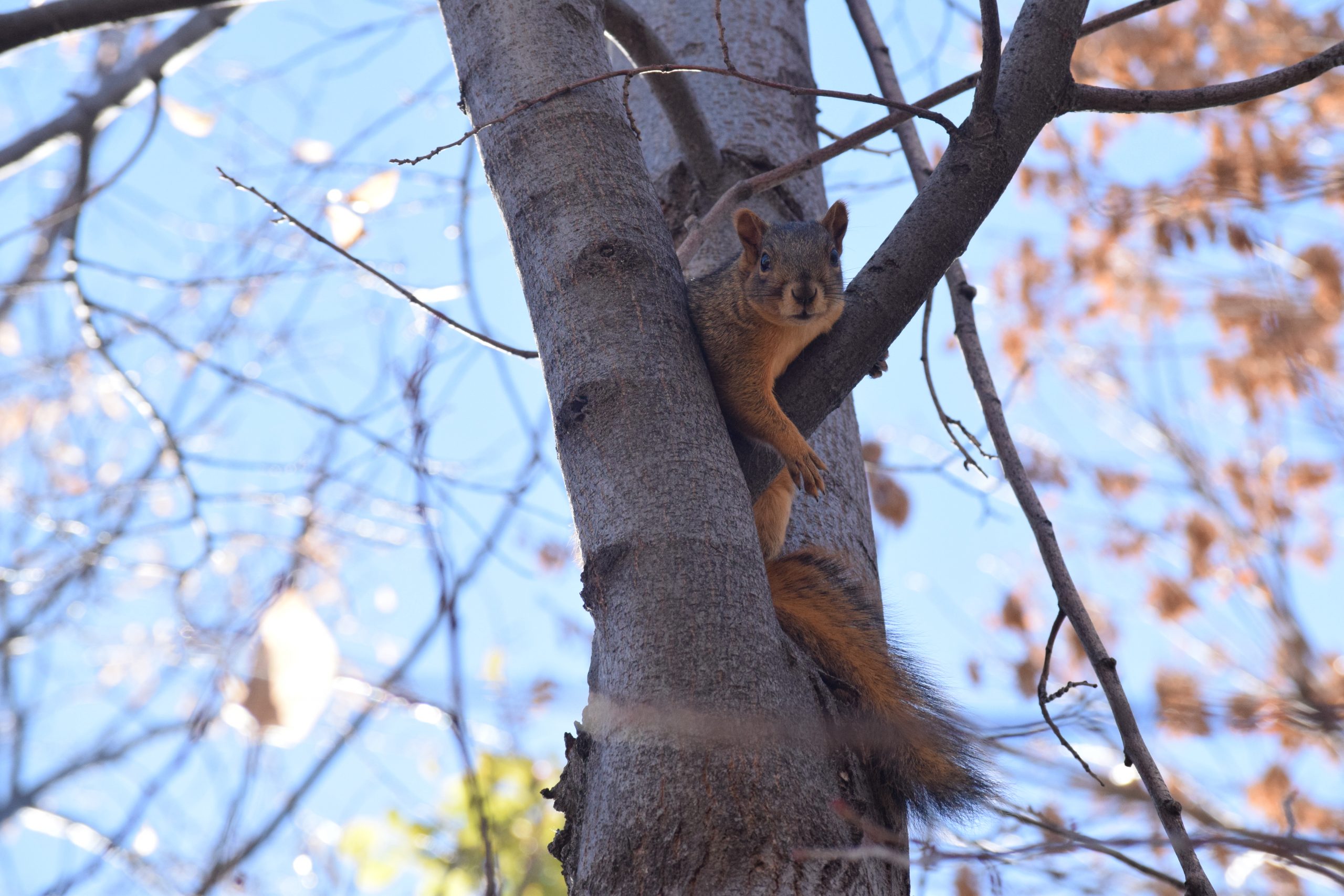 Denver, CO 11/09/2016