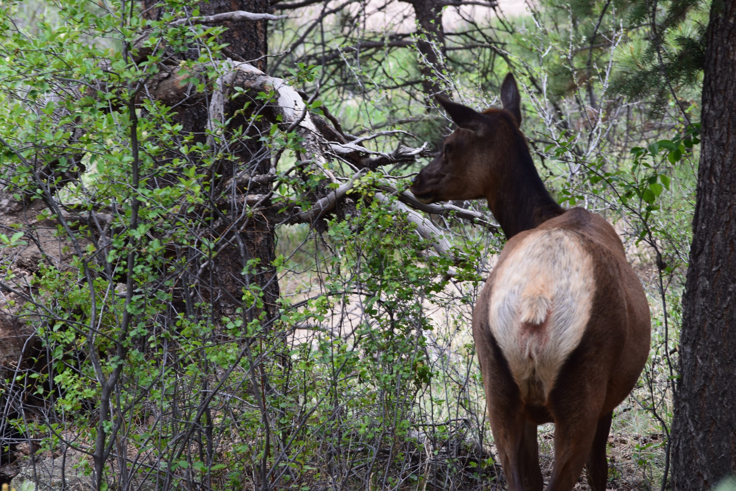 Evergreen, CO 05/31/2017