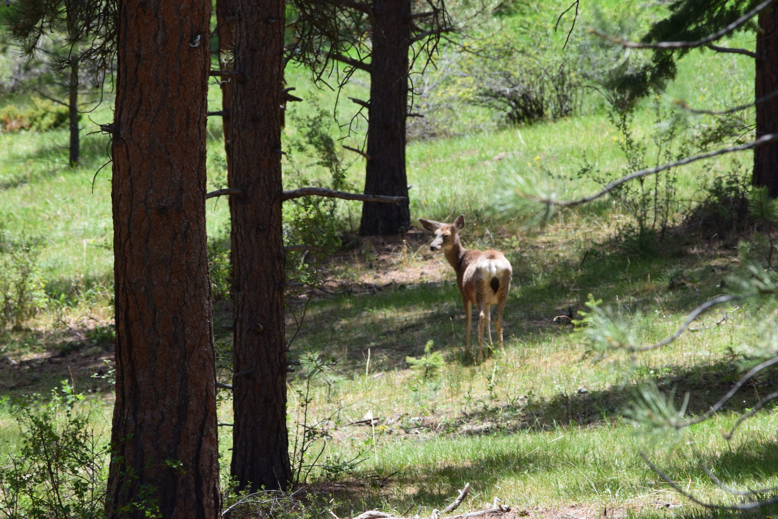 Evergreen, CO 05/31/2017