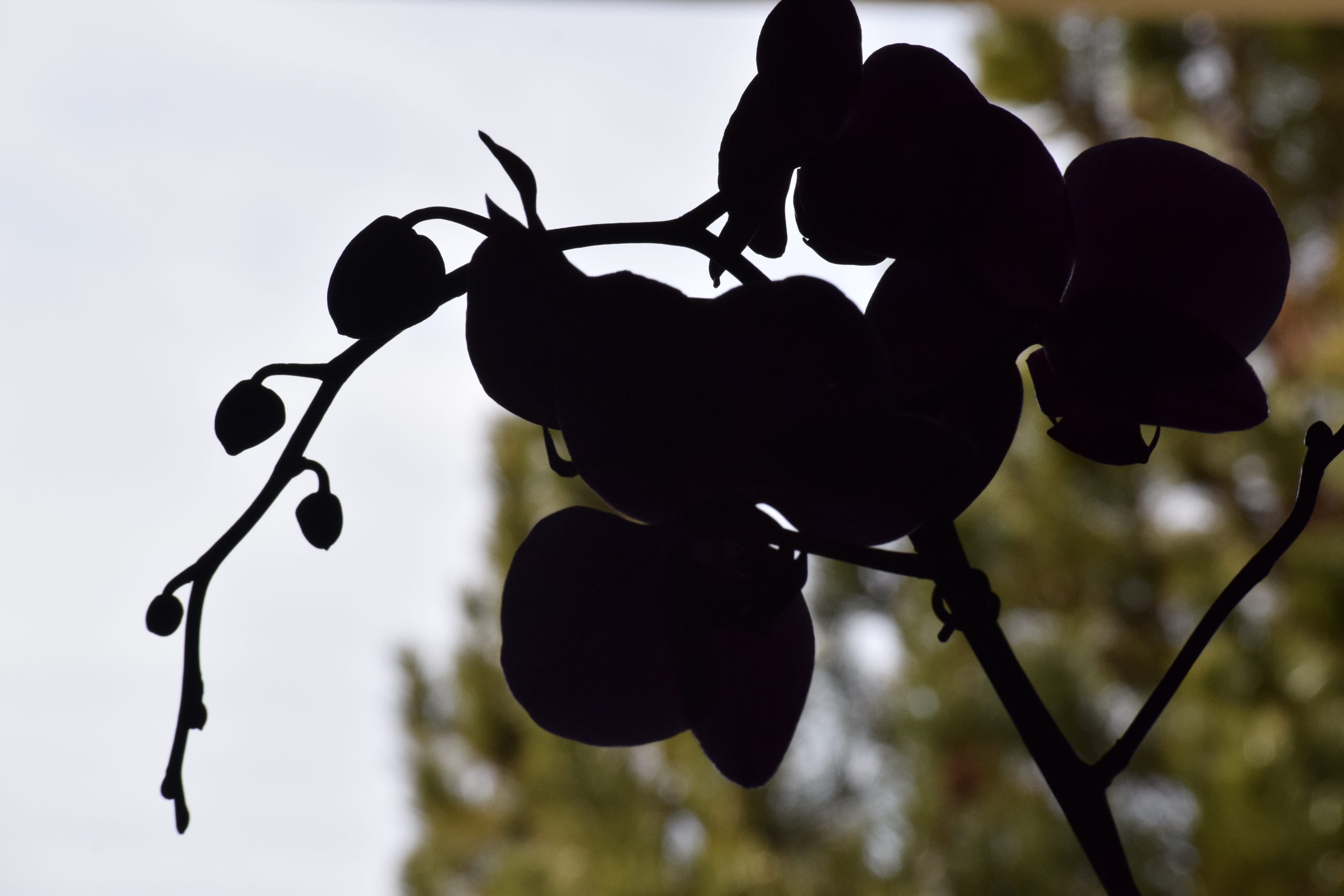 Denver, CO 02/17/2016